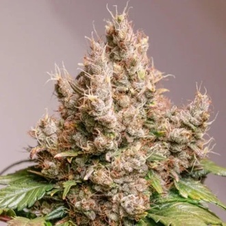 Auto Red Tropicana Cookies (Dutch Passion) Feminiserade