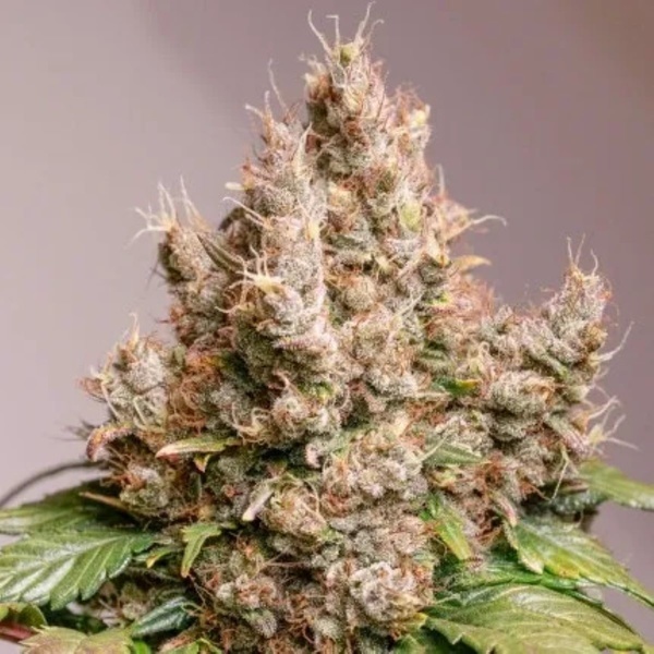 Auto Red Tropicana Cookies (Dutch Passion) Feminiserade