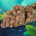 Auto Red Tropicana Cookies (Dutch Passion) Feminiserade