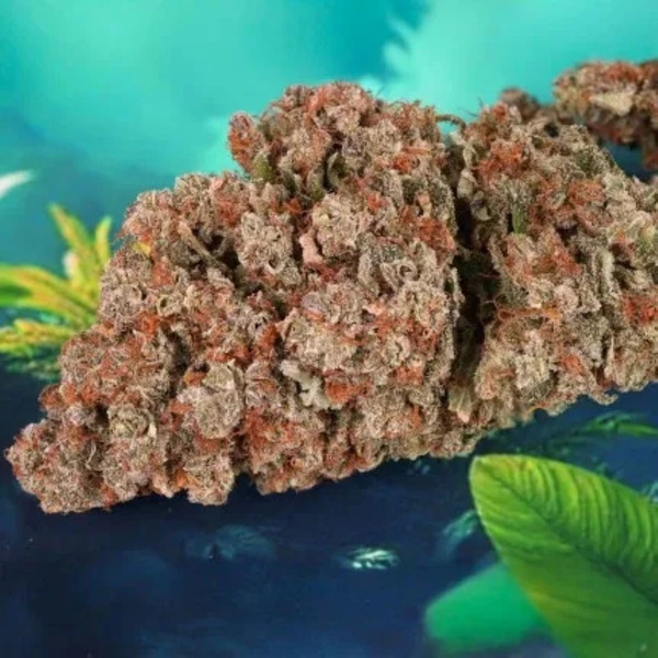 Auto Red Tropicana Cookies (Dutch Passion) Feminiserade