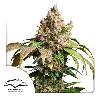 Auto Red Tropicana Cookies (Dutch Passion) feminiserade cannabisfr&ouml;n