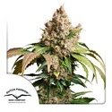 Auto Red Tropicana Cookies (Dutch Passion) Feminiserade
