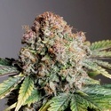 Auto Strawberry Soda (Dutch Passion) Feminiserade