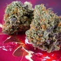 Auto Strawberry Soda (Dutch Passion) Feminiserade
