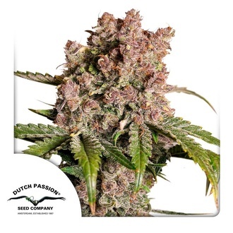 Auto Strawberry Soda (Dutch Passion) Feminiserade