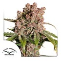 Auto Strawberry Soda (Dutch Passion) Feminiserade
