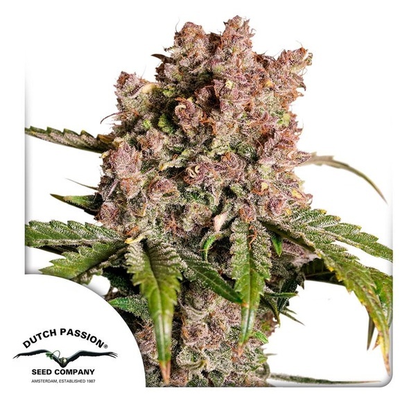 Auto Strawberry Soda (Dutch Passion) Feminiserade