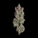 Shortcut Autoflower (Happy Valley Genetics) Feminiserade