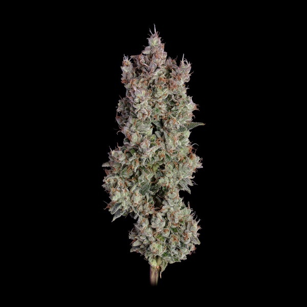 Shortcut Autoflower (Happy Valley Genetics) Feminiserade