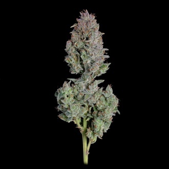 Easy Button Autoflower (Happy Valley Genetics) Feminiserade