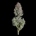 Easy Button Autoflower (Happy Valley Genetics) Feminiserade
