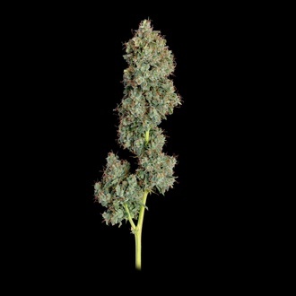 Everglades OG Autoflower (Happy Valley Genetics) Feminiserade
