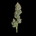 Everglades OG Autoflower (Happy Valley Genetics) Feminiserade