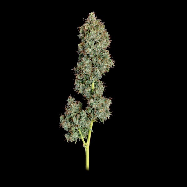 Everglades OG Autoflower (Happy Valley Genetics) Feminiserade