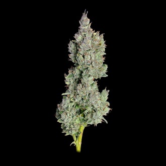 Pineapple Daddy Autoflower (Happy Valley Genetics) Feminiserade