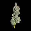 Pineapple Daddy Autoflower (Happy Valley Genetics) Feminiserade