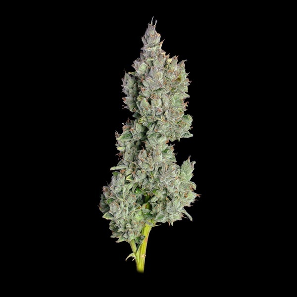 Pineapple Daddy Autoflower (Happy Valley Genetics) Feminiserade