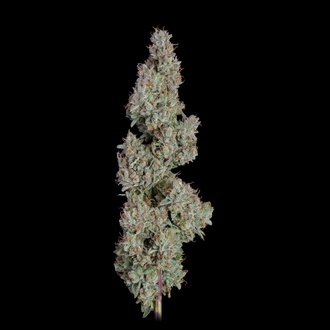 Pineapple Diesel Autoflower (Happy Valley Genetics) Feminiserade