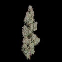 Pineapple Diesel Autoflower (Happy Valley Genetics) Feminiserade