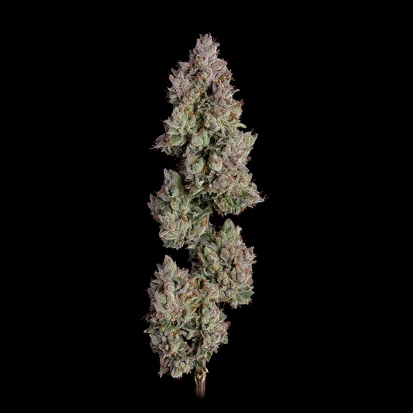 Oh My Thai Autoflower (Happy Valley Genetics) Feminiserade