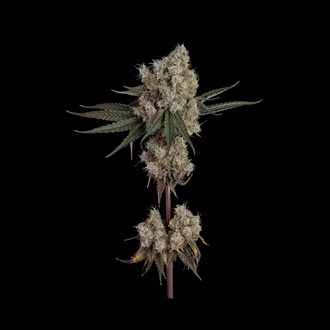Another Level (Happy Valley Genetics) Feminiserade