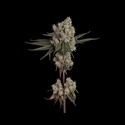 Another Level (Happy Valley Genetics) Feminiserade