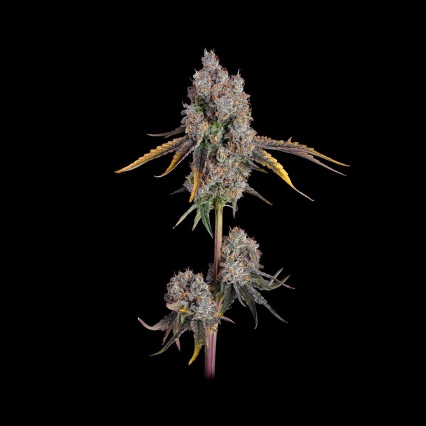 Candy Games 25 (Happy Valley Genetics) Feminiserade