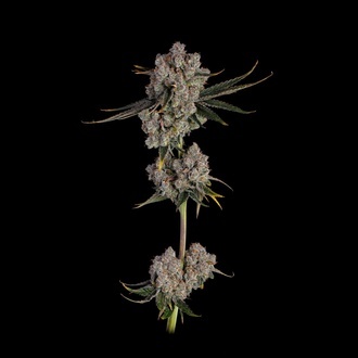 Candy Games 38 (Happy Valley Genetics) Feminiserade