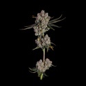 Candy Games 38 (Happy Valley Genetics) Feminiserade