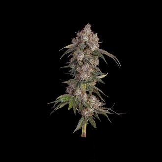 Game Over (Happy Valley Genetics) Feminiserade