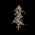 Game Over (Happy Valley Genetics) Feminiserade