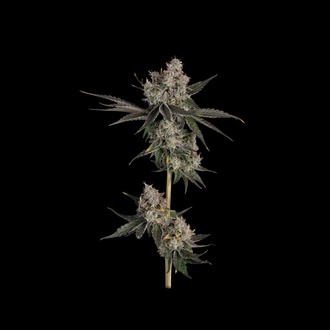 Knockout (Happy Valley Genetics) Feminiserade