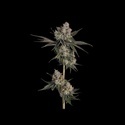Knockout (Happy Valley Genetics) Feminiserade