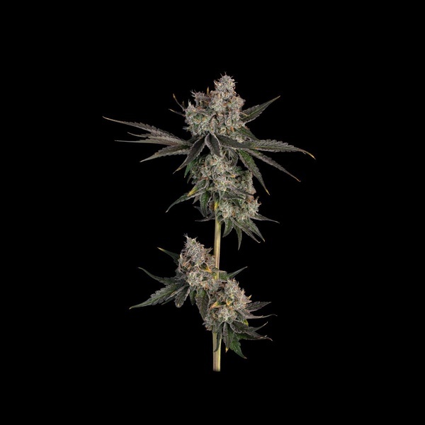 Knockout (Happy Valley Genetics) Feminiserade