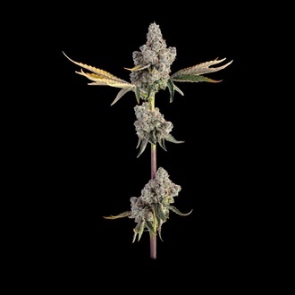 Overtime (Happy Valley Genetics) Feminiserade