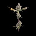 Overtime (Happy Valley Genetics) Feminiserade