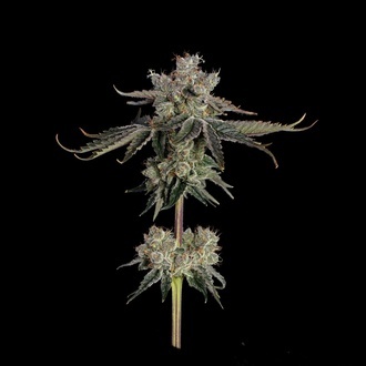 Sweet 16 (Happy Valley Genetics) Feminiserade