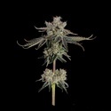 Sweet 16 (Happy Valley Genetics) Feminiserade