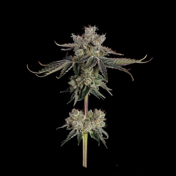 Sweet 16 (Happy Valley Genetics) Feminiserade