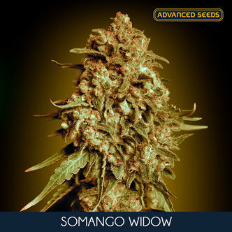 Somango Widow (Advanced Seeds) feminiserade cannabisfr&ouml;n