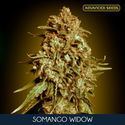 Somango Widow (Advanced Seeds) Feminiserade