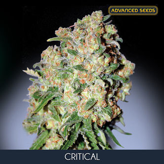 Critical (Advanced Seeds) feminiserade