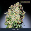 Critical (Advanced Seeds) Feminiserade