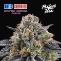 Arctic Cherries (Perfect Tree) Feminiserade