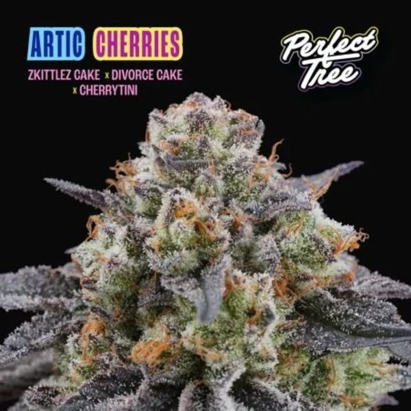 Arctic Cherries (Perfect Tree) Feminiserade