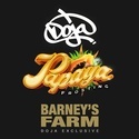 Papaya Frosting (Barney's Farm) Feminiserade