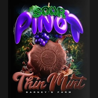Mint x Sour Pinot Auto (Barney's Farm) Feminiserade cannabisfr&ouml;n