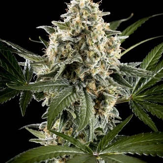 Sunset Sherbet Go Fast (Kannabia) feminiserade cannabisfr&ouml;n
