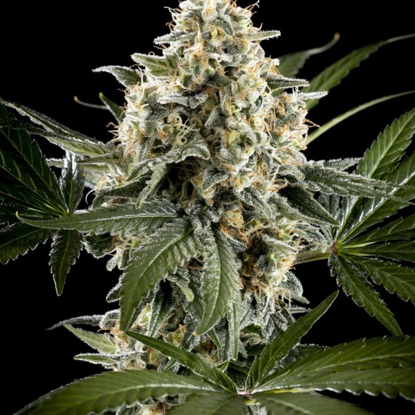 Sunset Sherbet Go Fast (Kannabia) Feminiserade