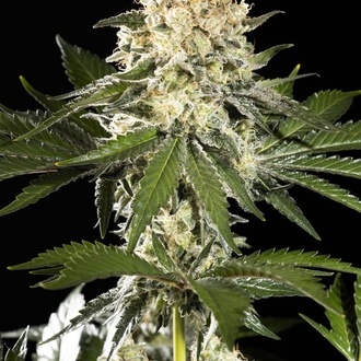 Sunset Sherbet Go Fast (Kannabia) Feminiserade
